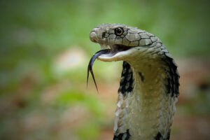 Man in India accused of killing wife and child with a venomous cobra.