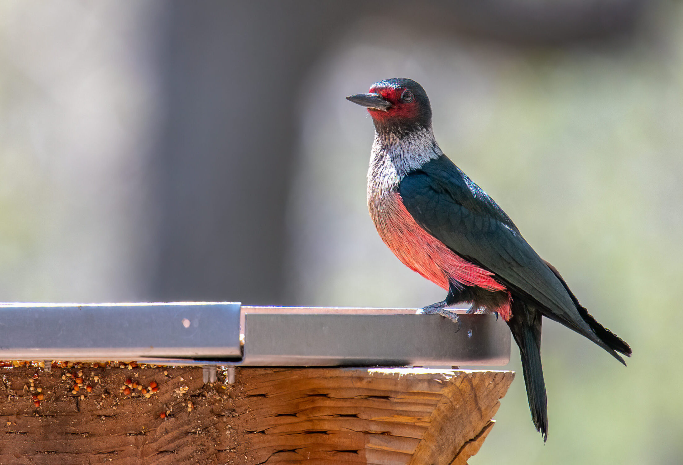 Racists' Feathers Are Ruffled As They Reckon With Bird Renaming