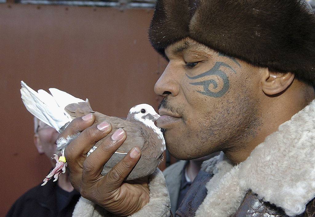 Mike Tyson Travels To Poland To Purchase Pigeons The Common Ground