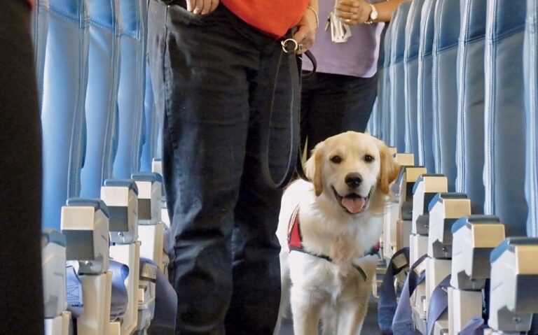 BARK Air, Luxury Dog Airline, Westchester County
